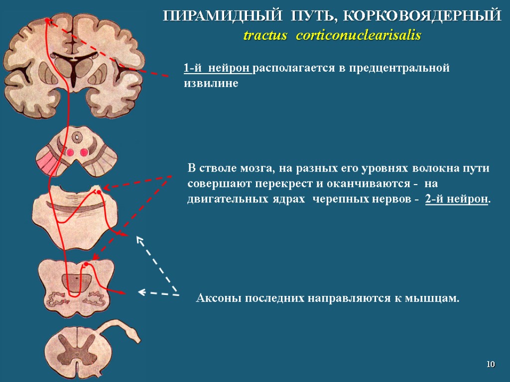 ПИРАМИДНЫЙ ПУТЬ, КОРКОВОЯДЕРНЫЙ tractus corticonuclearisalis 10 В стволе мозга, на разных его уровнях волокна